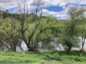 EGCMA - Mitchell River