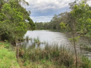 MW - Birdsland reserve pond