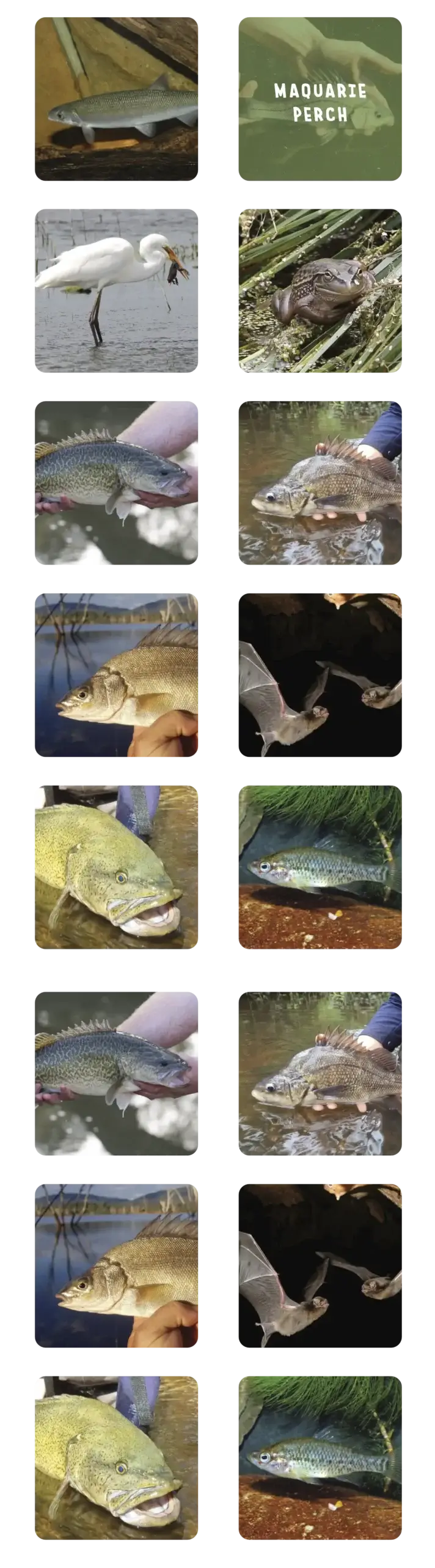 Species gallery draft