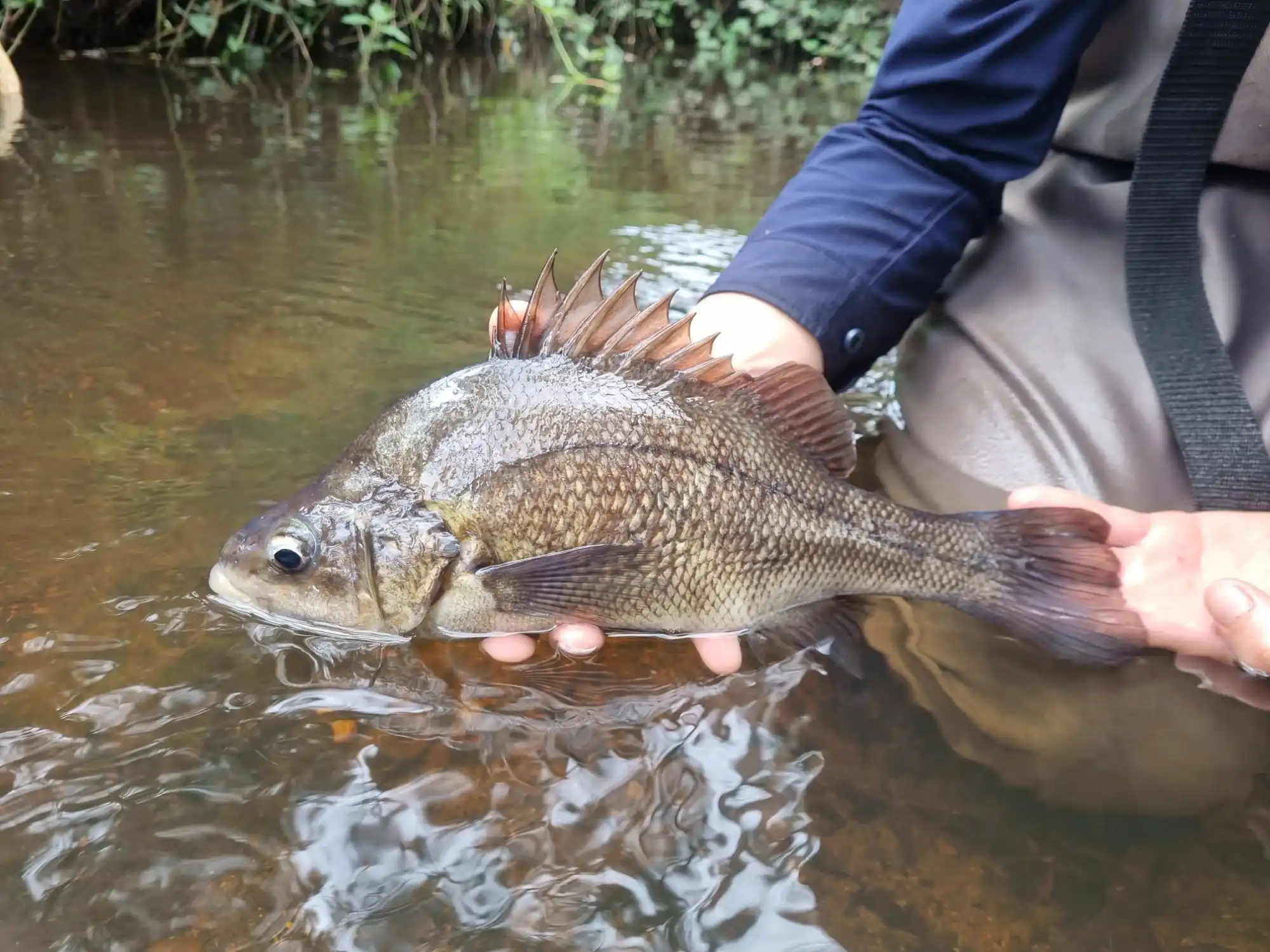 Macquarie Perch