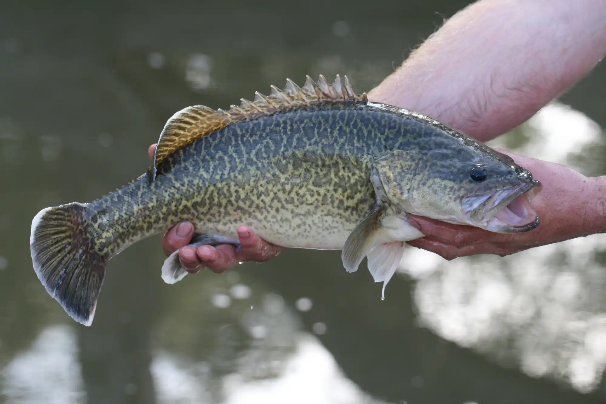 Murray Cod