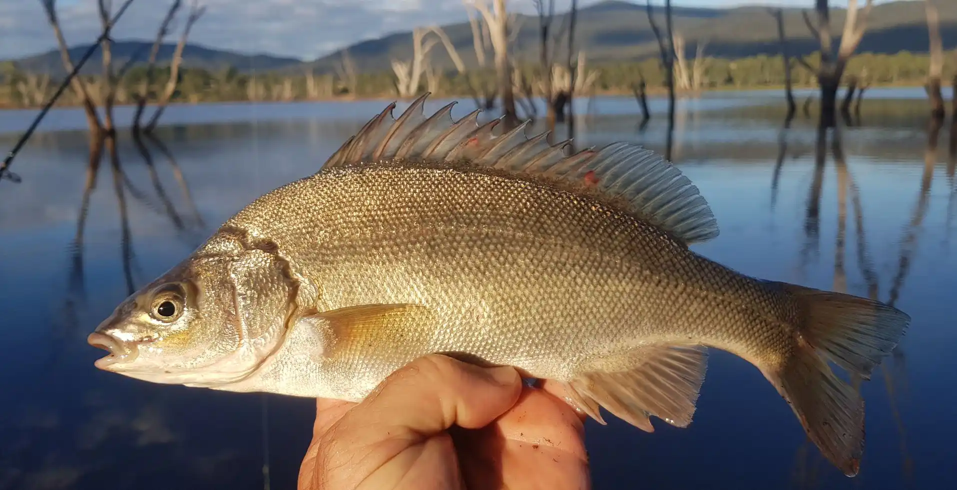 Silver Perch