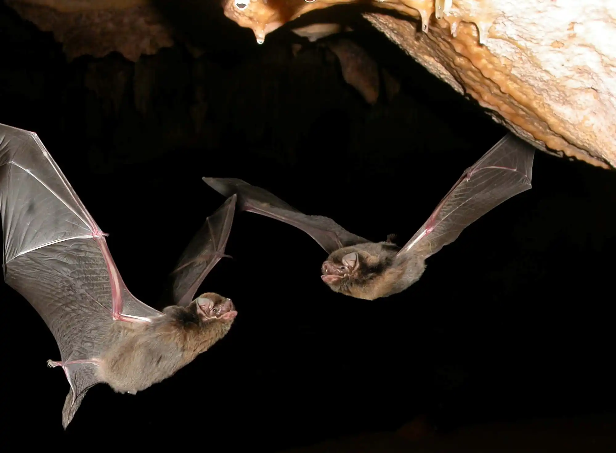 Southern Bent Wing Bat