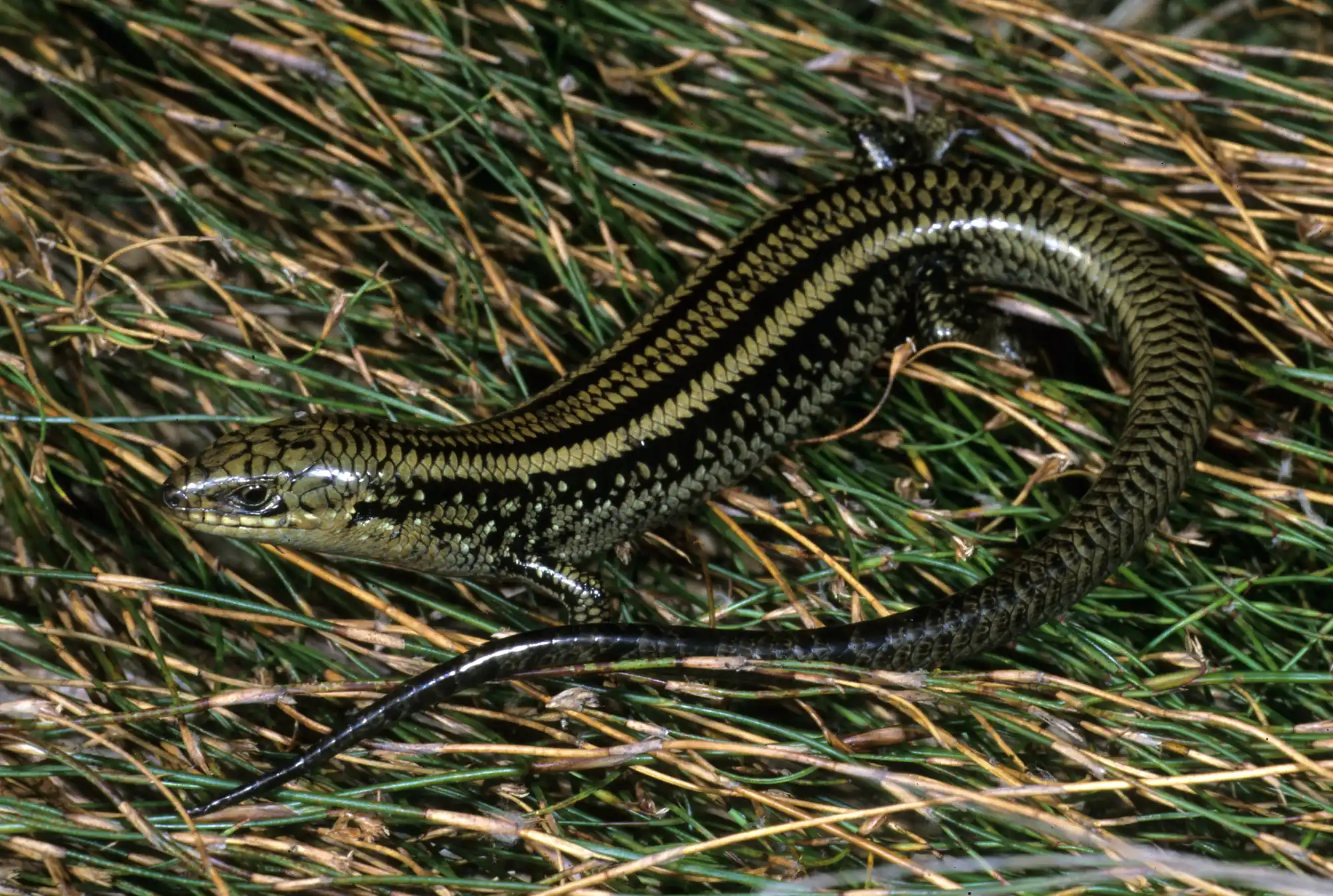 Swamp Skink