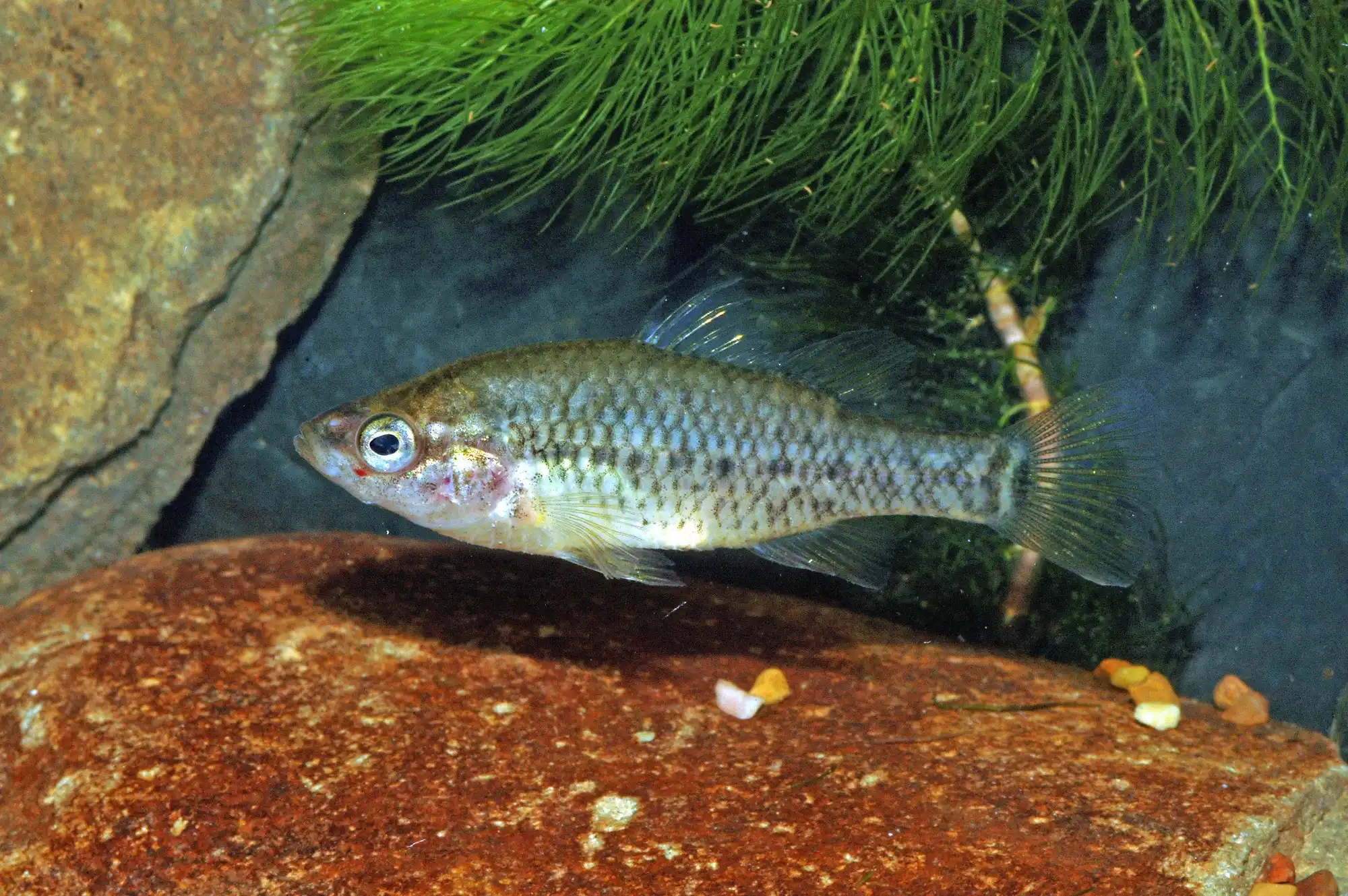 Yarra Pygmy Perch
