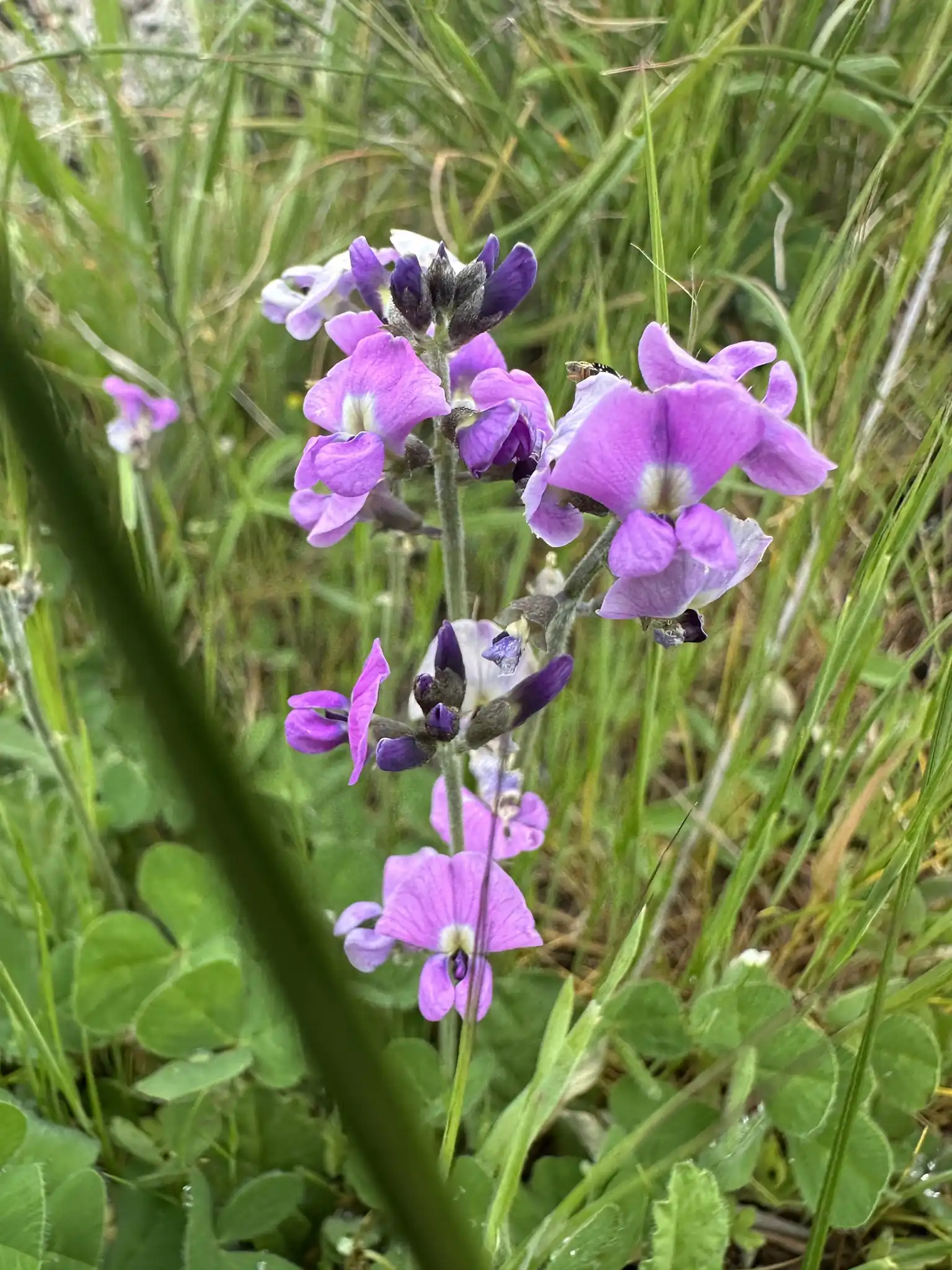 Clover Glycine. Photo: Atlas of Living Australia