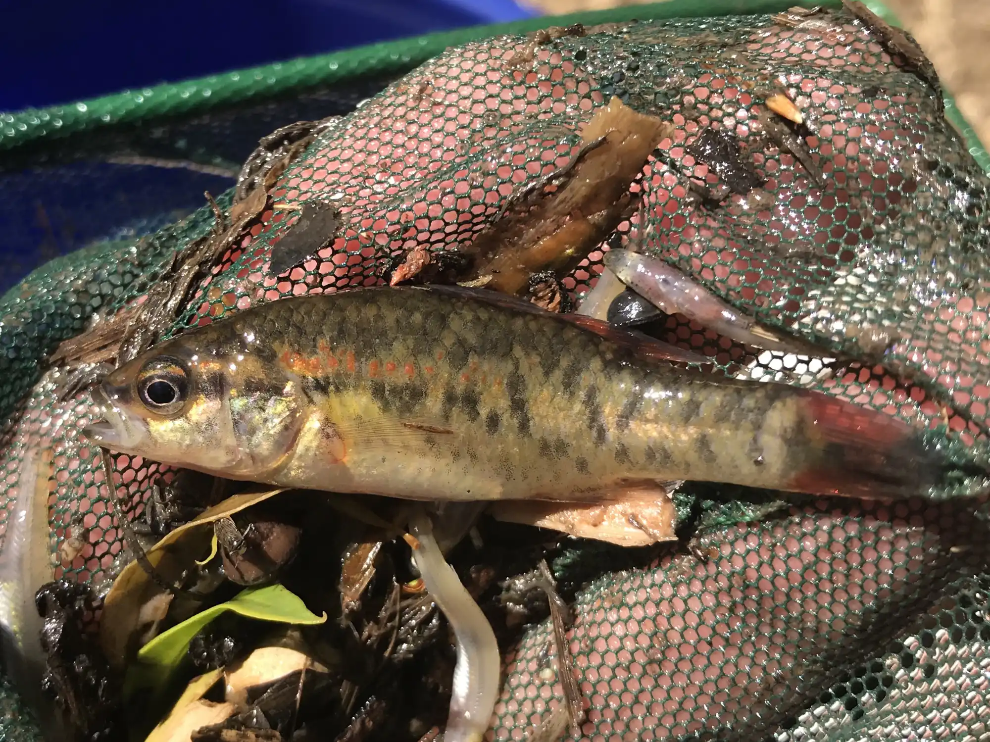 Southern Pygmy Perch